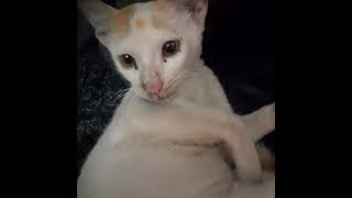 Asian Cats Videos