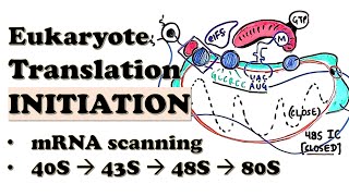 Eukaryotic Translation INITIATION - 80S ribosome assembly steps | Initiation factors in mRNA loading