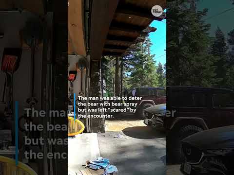See the moment a bear charged a man near Lake Tahoe in California