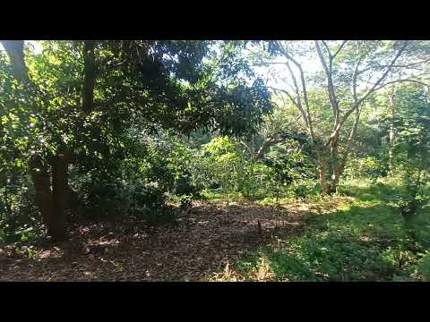 VENTA 8 MANZANAS- CARRETERA PANAMERICANA EN EL CONGO