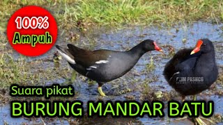 Download lagu SUARA PIKAT BURUNG MANDAR BATU | SATU JAM FULL DURASI mp3