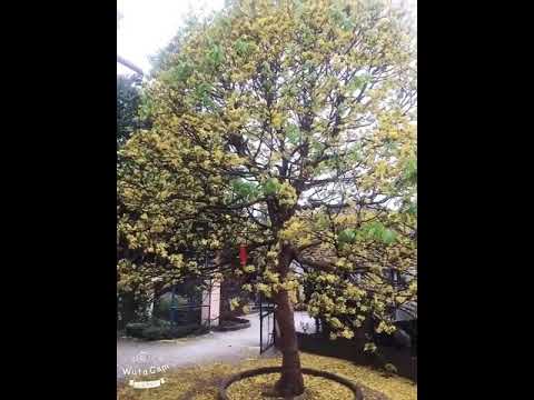 Cây mai trăm tuổi nở rộ vàng tuyệt đẹp khiến nhiều người trầm trồ. Đăng lên cho a e chiêm ngưỡng .