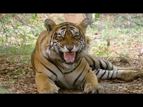 HCL and The Habitats Trust present – The Royal Bengal Tigers of India