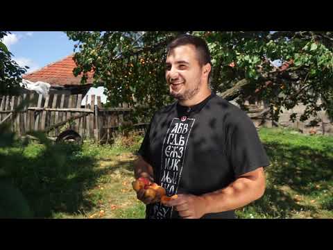 Autohtone vrste Srbije ep. 24 08.08.2019. Kajsija