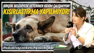 Birçok Belediyede Veteriner Hekim Çalışmıyor! Kısırlaştırma Yapılmıyor
