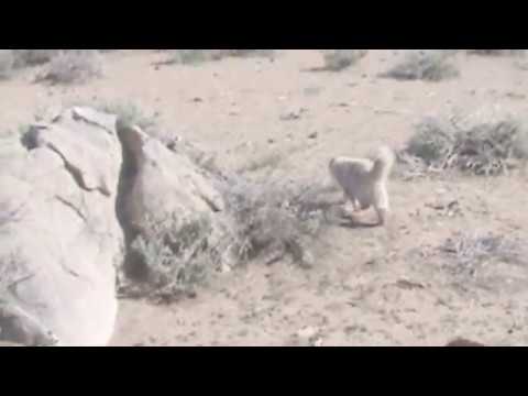 Eduardo The Cat Rolls in Dirt