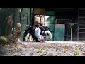 Ostriches Mating In Front Of Tourists Ostrich Mating Ostrich Mating Dance Animal Mating