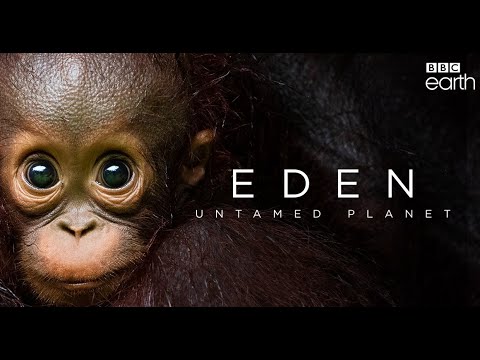 Video trailer för Trailer: «Eden: Untamed Planet»