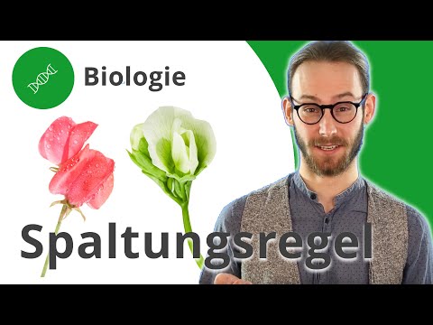 Spaltungsregel: Die zweite mendelsche Regel – Biologie | Duden Learnattack