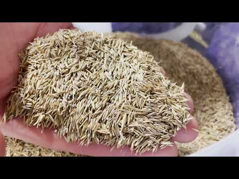 Mondays with Martha #52 - Seeding Turf Alternatives