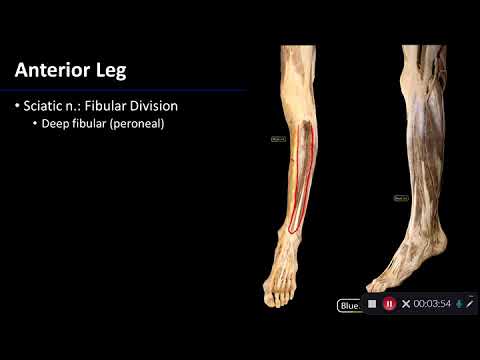 Nerves of the Lower Limb - Dissection Supplement