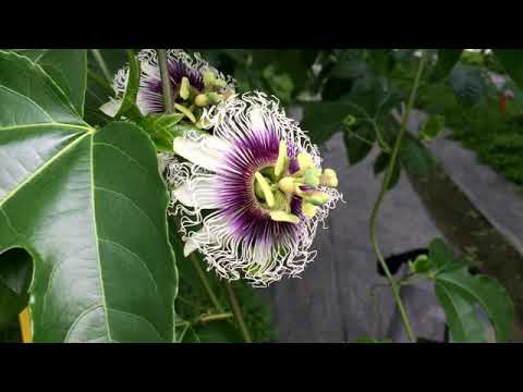 百香果花朵構造