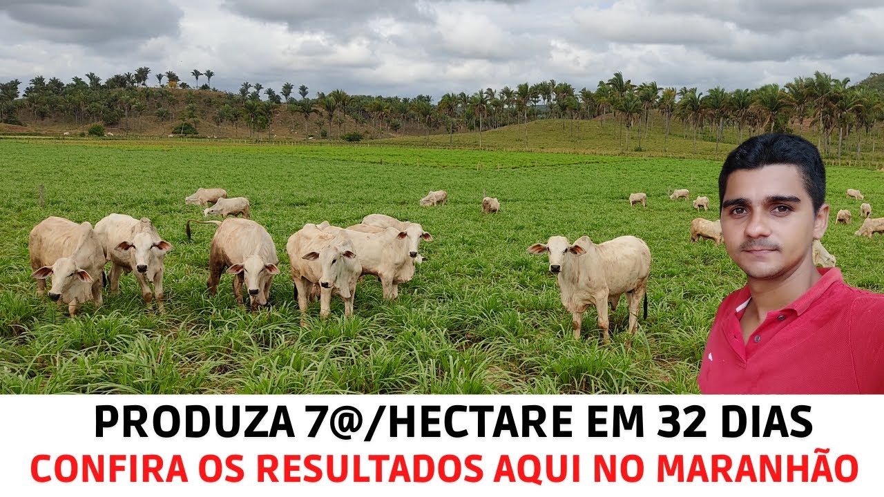 7 Hectares de Pastejo Rotacionado para Gado de Corte/Resultados do Mês de Outubro/2021