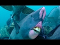 Feeding Humphead Parrotfish Blue Planet BBC Earth