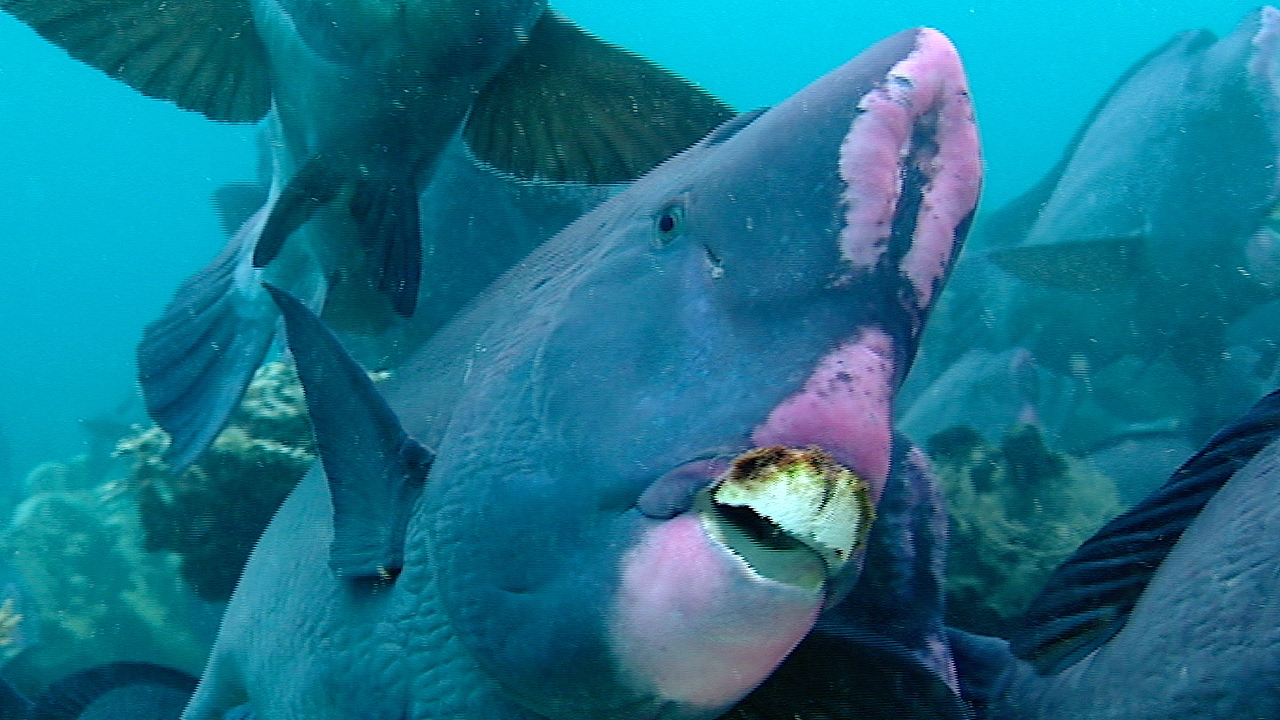 Куз фиш. Humphead Parrotfish рыба. Шишколобая рыба попугай. Шишколобый губан. Зелёная шишколобая рыба-попугай.