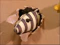 The Animal Shelf Ep 1 Stripey To The Rescue 50p