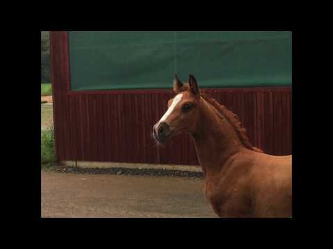 SOLD! Colt * 2017 Fürst Wilhelm - Don Schufro - Londonderry