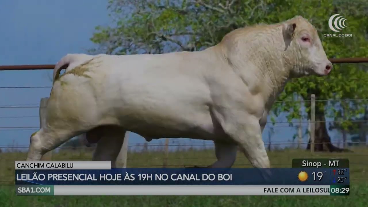 Leilão Canchim Calabilu hoje às 19h no Canal do Boi