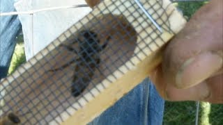 How Not To Install A Queen Bee