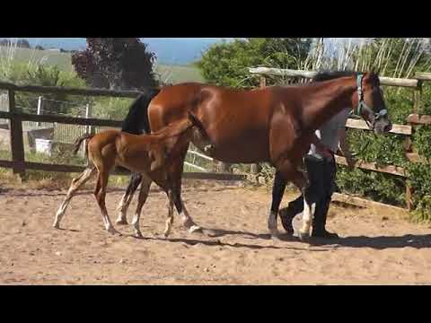 PILOTHAGO TN COLT 290618