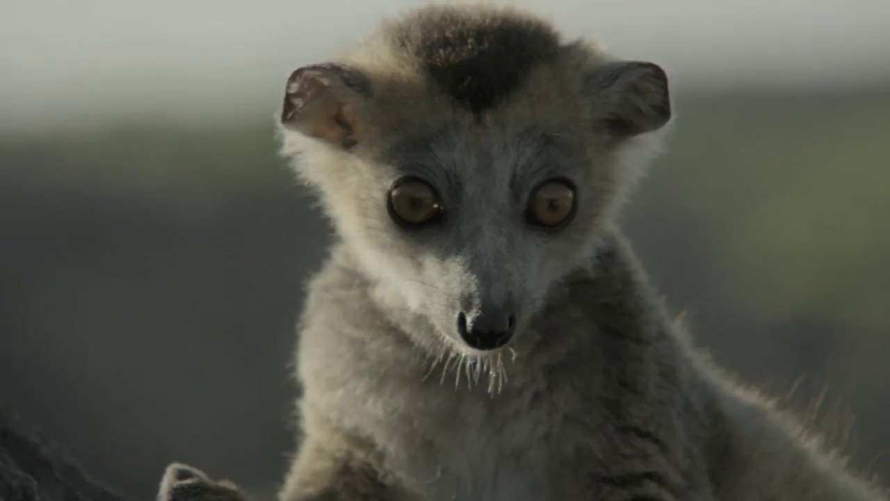 Land of Primates (2016) - Trailer