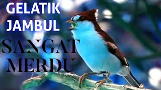 Download lagu 𝗞𝗶𝗰𝗮𝘂 𝗕𝘂𝗿𝘂𝗻𝗴 𝗚𝗲𝗹𝗮𝘁𝗶𝗸 𝗝𝗮𝗺𝗯𝘂𝗹 𝗠𝗲𝗿𝗱𝘂-𝗞𝗶𝗰𝗮𝘂 𝗕𝘂𝗿𝘂𝗻𝗴 mp3