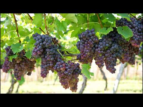 download lagu mp3 mp4 Columbia Valley Wine Region, download lagu Columbia Valley Wine Region gratis, unduh video klip Columbia Valley Wine Region