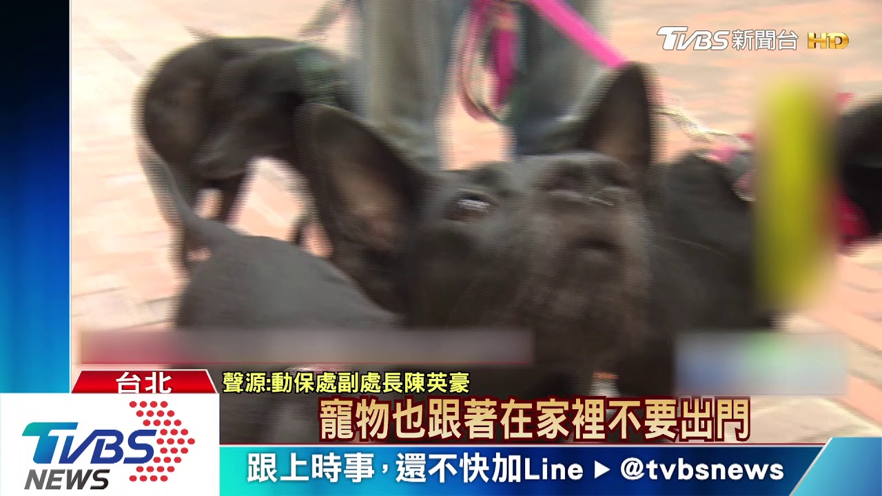 飼主若居家隔離檢疫　黃珊珊：寵物也隔離