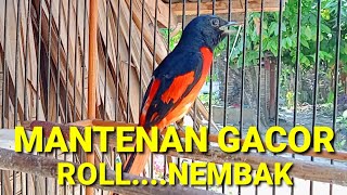 Download lagu burung mantenan gacor mp3 Download lagu burung mantenan gacor mp3