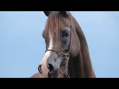 ⚜️ ELWIMIA ⚜️⁣ (Ascot DD x Elwina, by Enzo)⁣, 2022 PRIDE OF POLAND