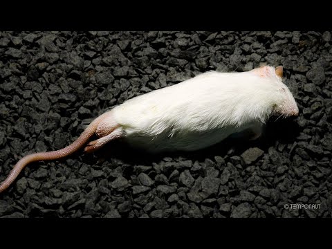Mouse Timelapse
