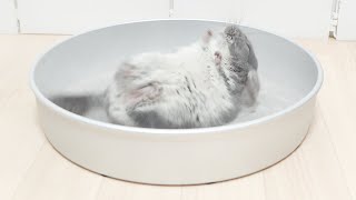ねこ缶でチンチラが砂浴びするとこうなります