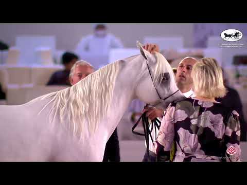 N 114 AV PURPLE RAIN   Fujairah AH Championship 2022   Mares 4+ Years Old Class 4B