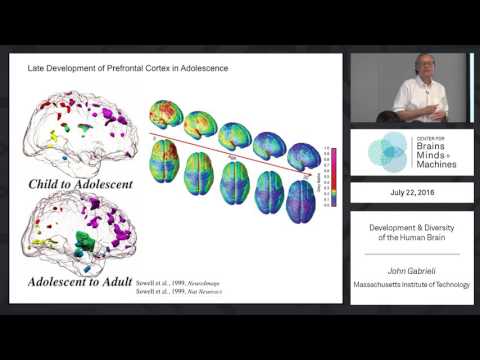 John Gabrieli - Development and Diversity of the Human Brain