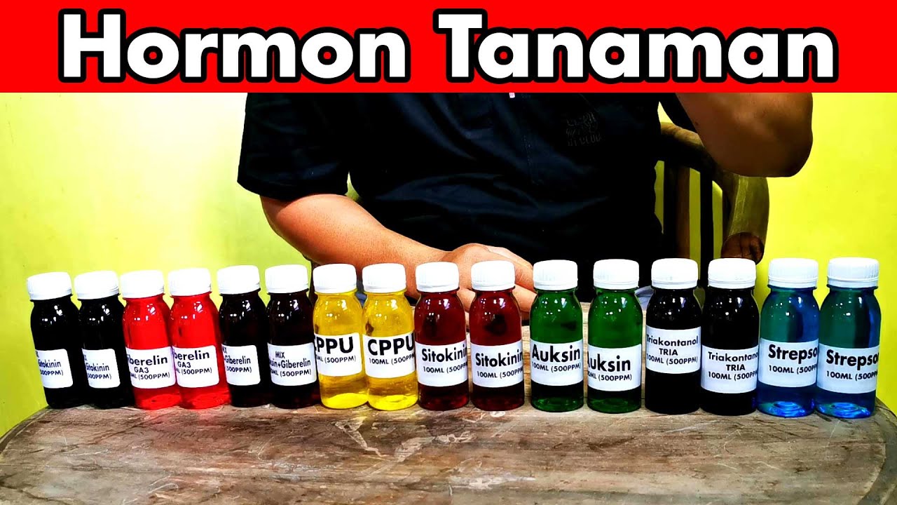 Hormon Tanaman Strepson Triakontanol CPPU Sitokinin Auksin Giberelin (Pengenalan Hormon Tanaman)