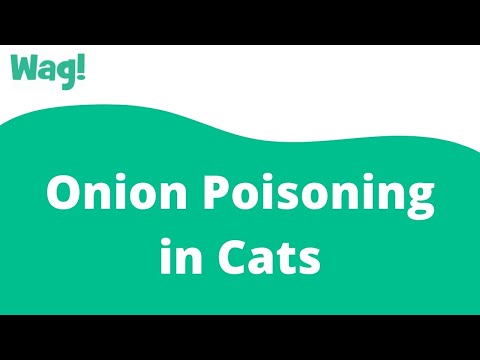Onion Poisoning in Cats | Wag!