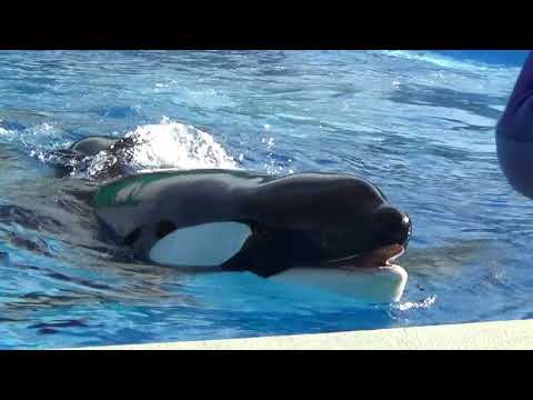 image-Is SeaWorld open on Thanksgiving?