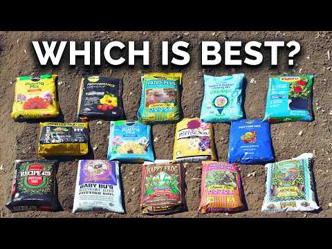 I Tried Growing a Giant Pumpkin Using a Chicken