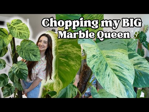 Chopping my HUGE Marble Queen Pothos!! 😱