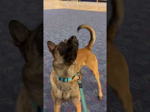 Comment un chien est-il monté là-haut ? ! 🤣