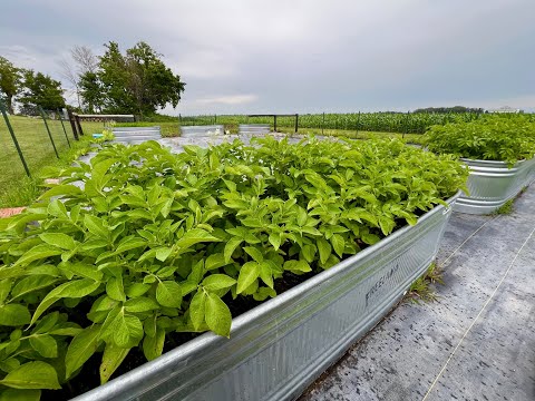 2024 Full Vegetable Garden Tour #3 - Zone 4B (The Good, The Bad & The Ugly!)