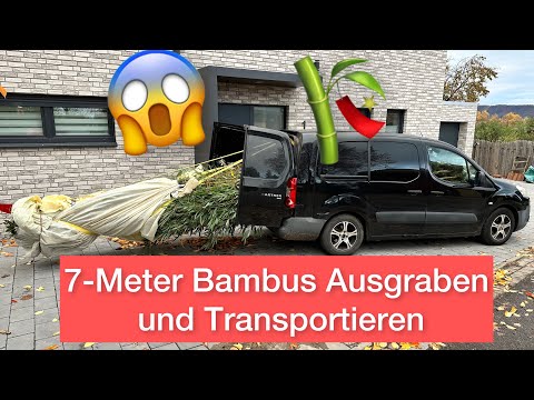 Goldener Peking Bambus ausgraben & Entwurzeln. Rhizome Entfernen und Wurzeln schneiden