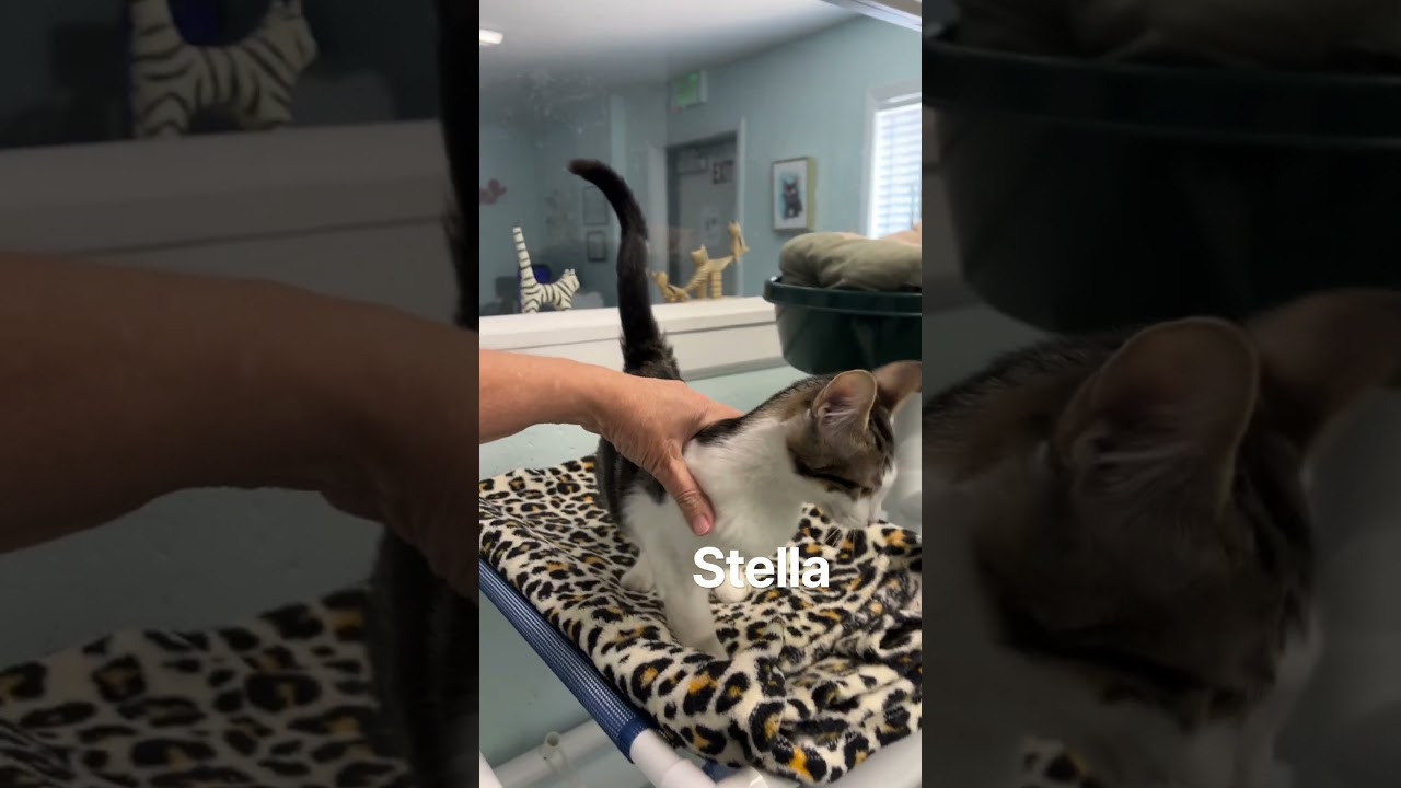 Enlarge Stella, a Adoptable Domestic Short Hair in Mobile, AL video 6/6