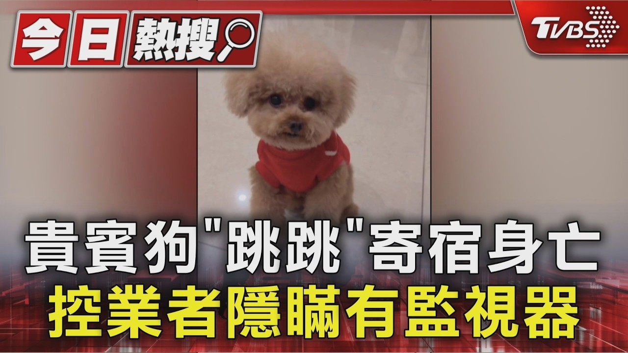 獨家影音／貴賓狗跳跳寄宿10分鐘傳死訊！飼主控業者隱瞞有監視器　對死因「3度改口」