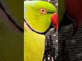 Cute Parrot Talking Allah Ho
