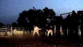 931 yearling  bucking bull, Ferguson Bucking Bulls