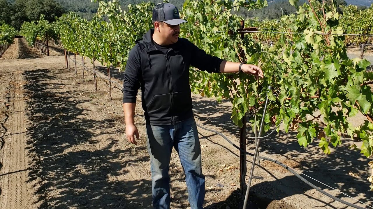 Installing the Deep Root Irrigation system - English version