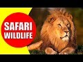 AFRICAN SAFARI WILDLIFE Safari Visit For African Animals Documentary