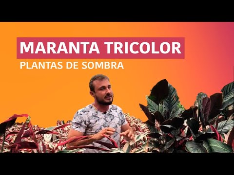 , title : 'Conheça a Maranta Tricolor 🇳🇱- História, Cuidados e Curiosidades'