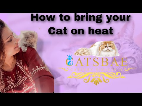 How to bring your adult cat on heat | cat care |persian cat cattery |persian cat in mumbai | #cat
